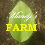 Mandy’s Farm