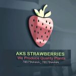 AKS Strawberries