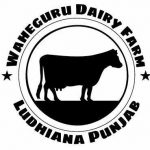 Waheguru dairy farm