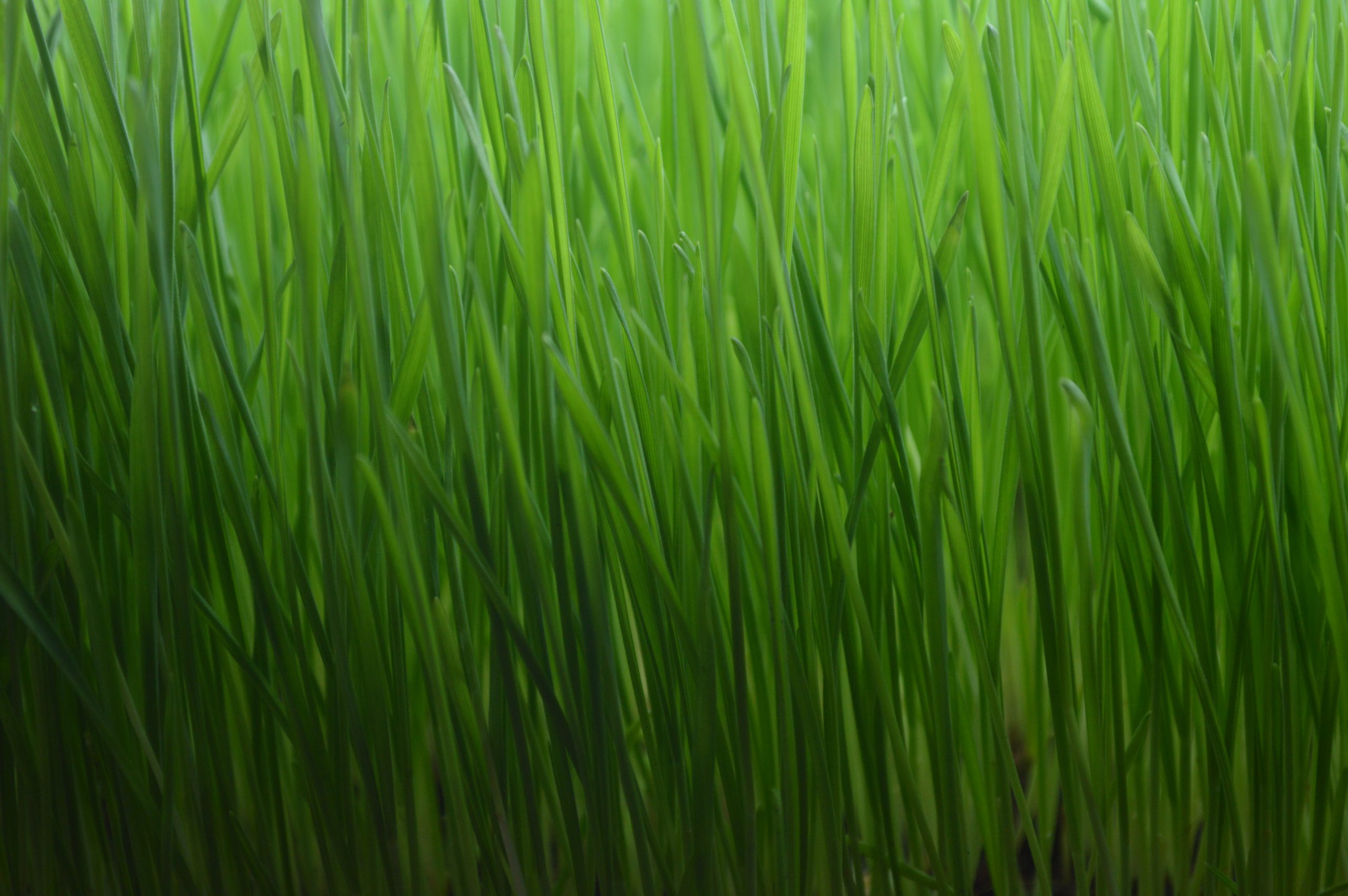 Wheatgrass - Farmsnation